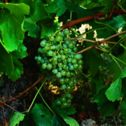 uva vino alarije malvasia rioja provedo