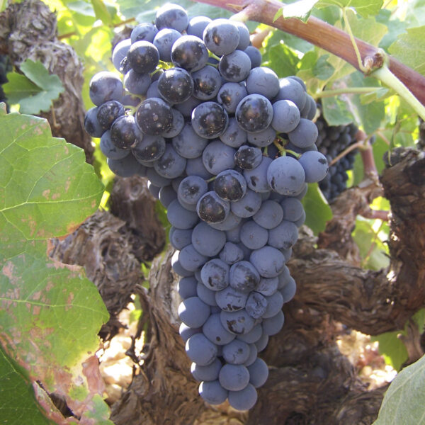 uva vino bobal provedo