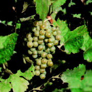 uva vino chardonnay provedo