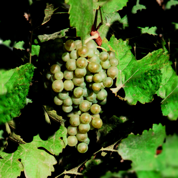 uva vino chardonnay provedo